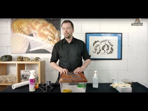 Leopard Gecko Tutorial Part 8 - Quarantine and Acclimation