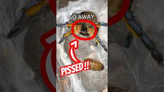 Download lagu She is PISSED 😳😬#spiders #tarantulasoftheworld #spider #tarantula #tarantulas #insects #aggressive mp3
