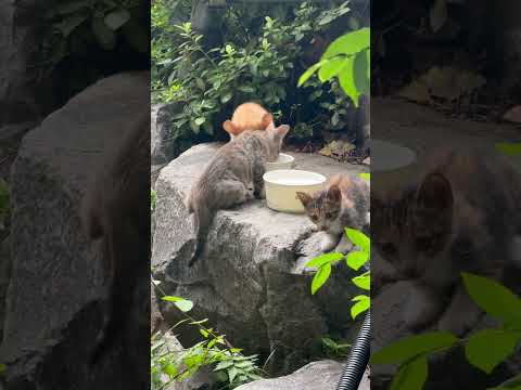 우리 아저씨들이 지극 정성으로 키우는 아깽 5