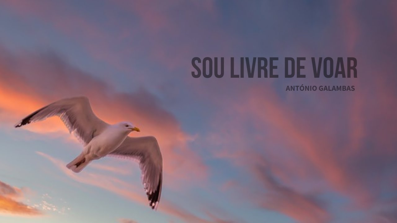 Sou livre de voar