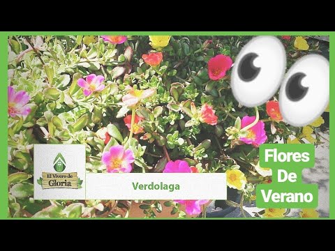 Verano video