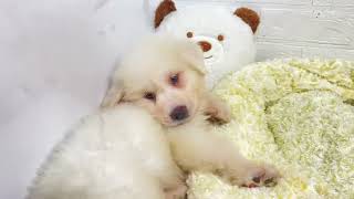 グレートピレニーズの動画01