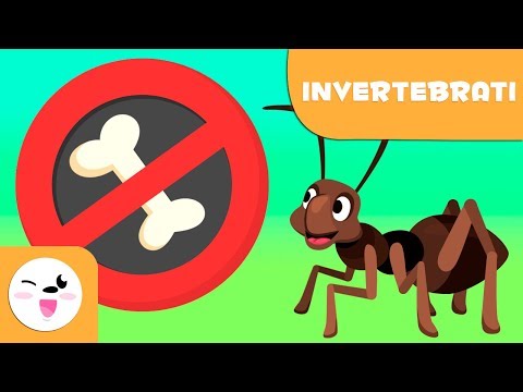 Gli animali invertebrati per bambini - introduzione