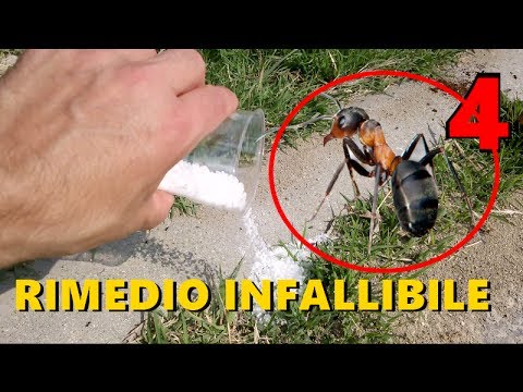 Farmaci per i parassiti elementari Lyambliya in intestini e trattamento