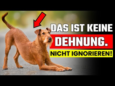 Streckt sich dein Hund, wenn er dich sieht? Das will er dir damit sagen