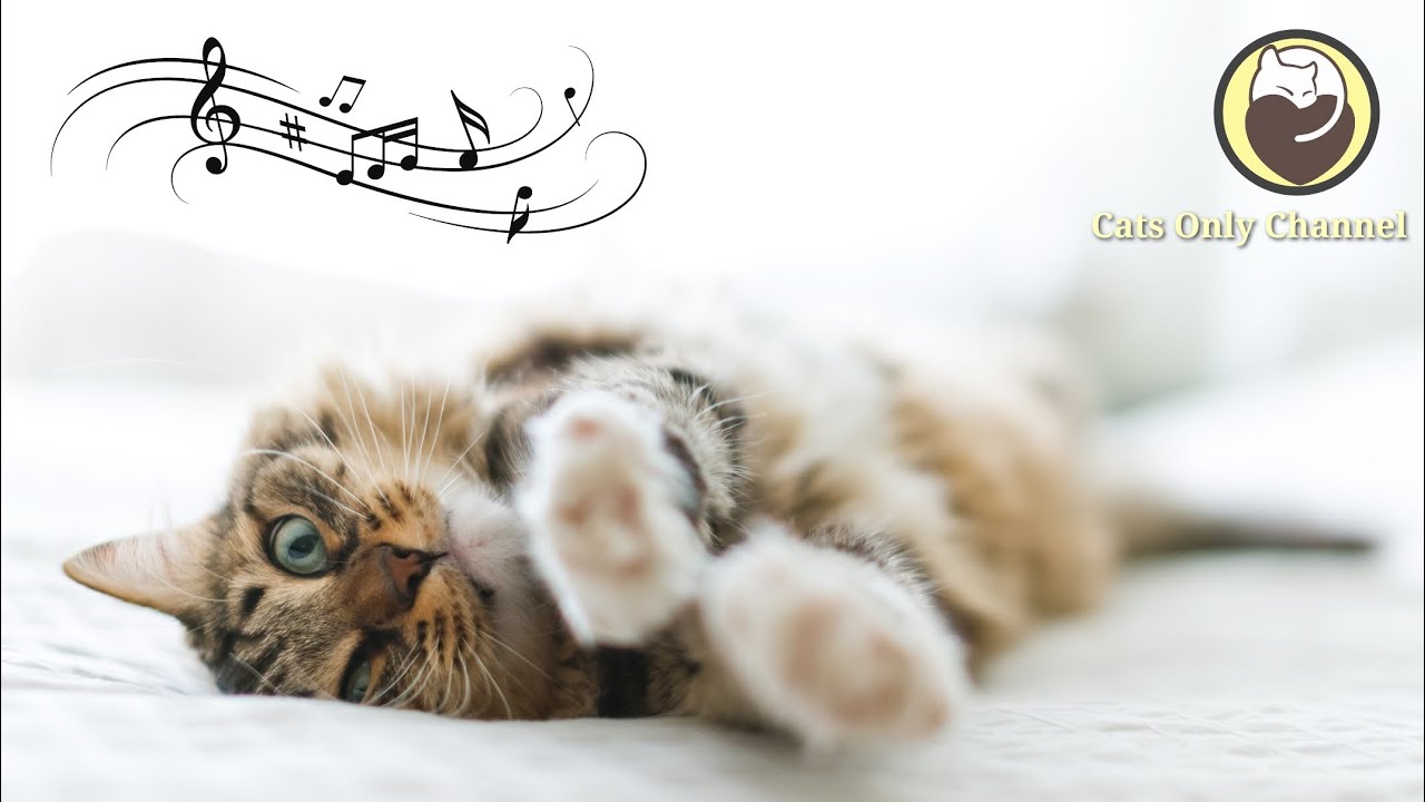 Music to Calm Cats - Relaxing Music, Stress Relief, Deep Sleep Music
