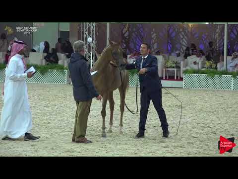 36 D MASHA'A ALLAH   Gulf SE Cup 2018