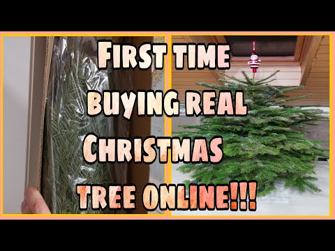 First time buying Real Christmas Tree 🌲Online!!!