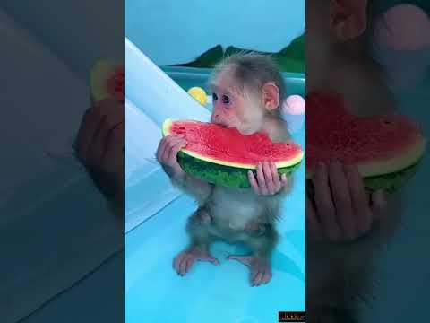 Monkey Baby & La Sandia 😂😂😂 #monos #monkey #shorts #short #youtubeshorts #animales