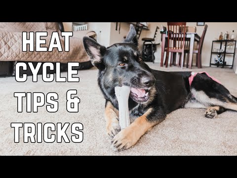 Female Dog In Heat - 5 Tips To Survive Your Dog's First Heat Cycle!