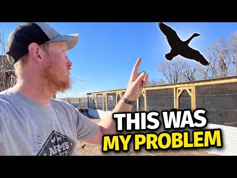 How Did We Get Bird Flu On Our Farm?