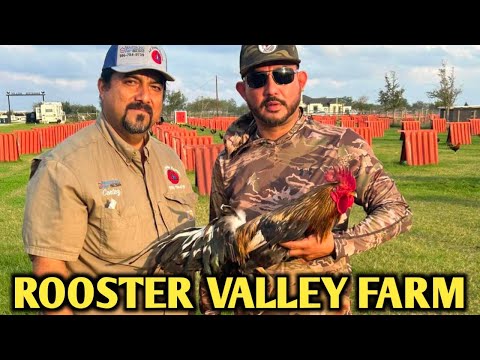 Claret Leiper Gillmore - ROOSTER VALLEY FARM - Texas