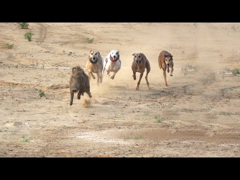 Wild Boar Hunters In Kashmir | Wildlife | 4K HD | 17