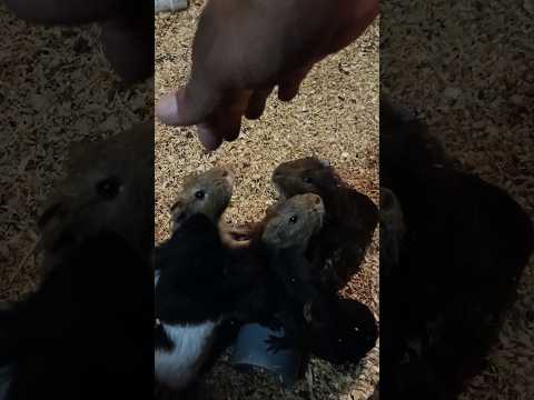 Guinea pig.. they are always hungry.. #viralvideo #animals