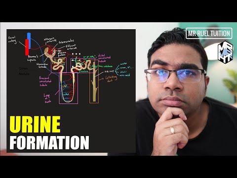 Urinary System | Urine Formation