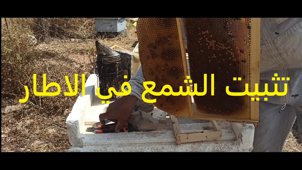 الحصول على شمع النحل و تثبيته على اطار خشبي للاستفادة منه