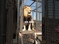 How To Unload LIONS Wildlife Animal Fun