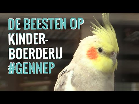 GennepNews - De beesten op Kinderboerderij Gennep