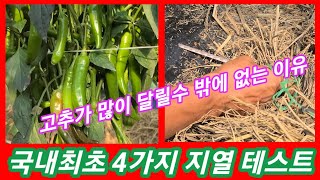 고추가 바글바글 달릴수 밖에 없는 이유 4가지 지열 테스트~고추농사 잘짖는방법,고추 재배방법,키우기 주말농장…