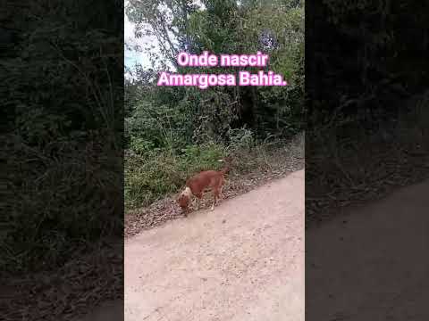 Onde meu umbigo está enterrado em Amargosa Bahia.
