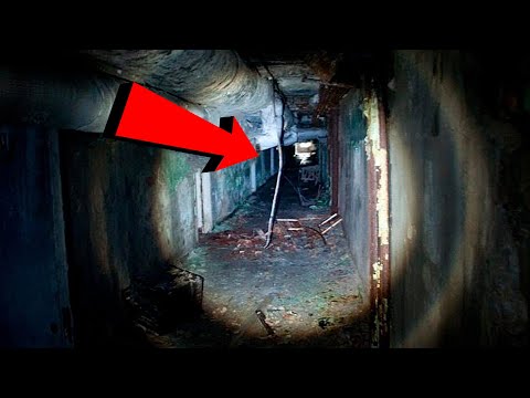 チェルノブイリ:研究者たちは驚くべき発見をする – これらの動物は放射線を無視する