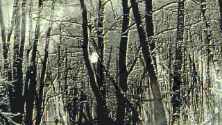 SINGUR FIINTA - Orfraie dans la forêt vierge // FULL ALBUM - HD