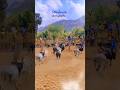 Jallikattu Tamil Song Music Tamilsong Bull Bulls Shorts Shortsfeed
