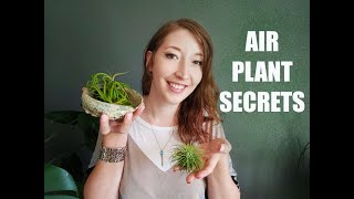 HOW TO GROW AND CARE FOR AIR PLANTS / TILLANDSIA