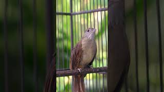 Download lagu Kapas Tembak GACOR DOR #kapastembak #masteranburung #burungkicau mp3