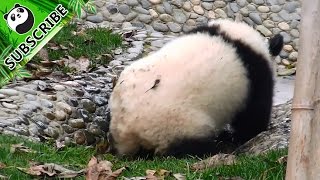 Poor panda baby is grounded in shallow water!