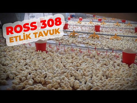 , title : '68.000 Ross 308 Etlik Tavuk Çiftliğe Geldi - Çiftlik Verimi ve kg Ortalamaları'