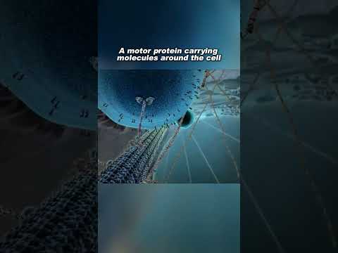 Kinesin protein carrying a vesicle along a microtubule