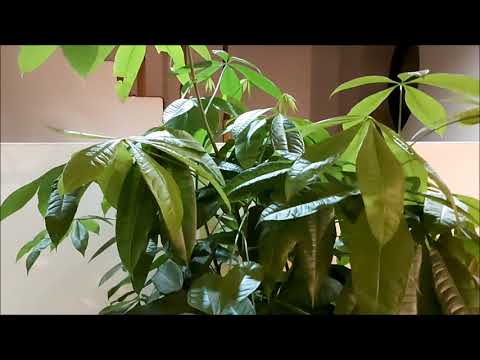 Pachira wodna - Poradnik Ogrodowy #158