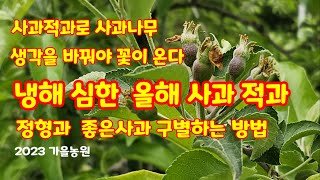 홍로사과 적과 좋은사과 구별방법 사과 잘 달리게 하는방법 [사과재배]