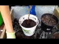 New Plantings - Wisconsin Garden Video Blog 403 New Plantings - Wisconsin Garden Video Blog 403