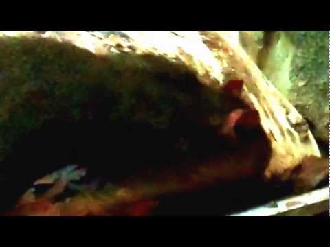 Akouchi (Myoprocta) — príbuzný rodu z Amazónie