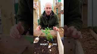 Download lagu Cold Climate Dahlias: Digging Up Tubers is Key! mp3