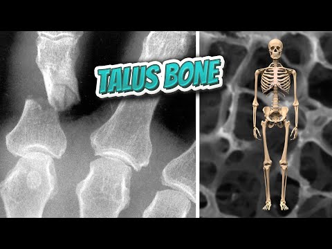 Talus bone 🦴 Everything Human Anatomy Bones 🦴