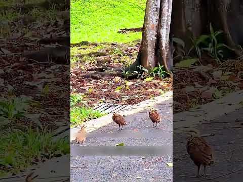 This Mother Hen Had an Incredible Survival Plan! 🐔