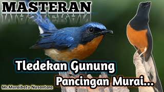 Download lagu MASTERAN TLEDEKAN GUNUNG DAN PANCINGAN BUAT MURAI BATU AGAR NAIK EMOSI #muraibatu #tledekangunung mp3
