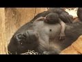 Infertile Gorilla Shocks Zookeepers With Surprise Delivery of Baby