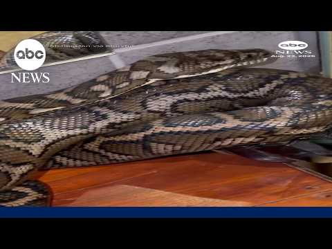 Carpet python breaks glass after sneaking into bathroom