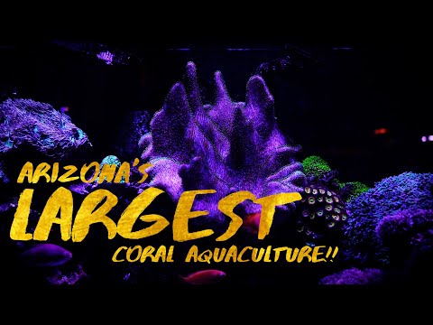 PRIVATE FISH TOUR of Arizona’s LARGEST Coral Aquaculture! *EXPENSIVE*