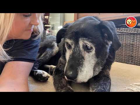 No One Wanted This Senior Dog — Until One Family Changed Everything Forever