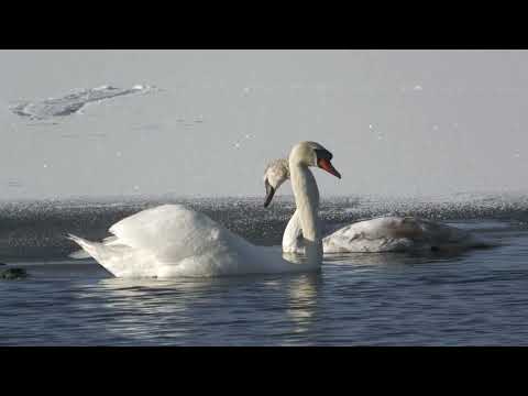 kanukassel-TV(neu): Durch dunkle Zeiten - EISZEIT im WESTERWALD