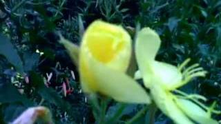 preview picture of video 'Oenothera'