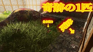 【ASA】検証！150レベルのドードー100体VS所有権を放棄されたレベル1のティラノサウルス！果たして勝つのはどっち！？