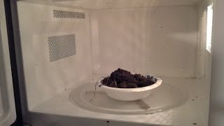 [問卦] 把大便拿去微波一個小時會怎樣