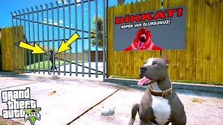 YAVRU PİTBULL EĞİTİMLİ DOBERMANLA BOĞUŞUYOR - GTA 5