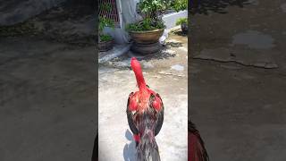 Download lagu Bị dội boom vào lưng hơi nhiều #ayam #roosterfarm #gachoivietnam #aseelmurga #rooster mp3